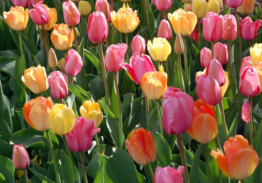 tulips-in-bloom.jpg