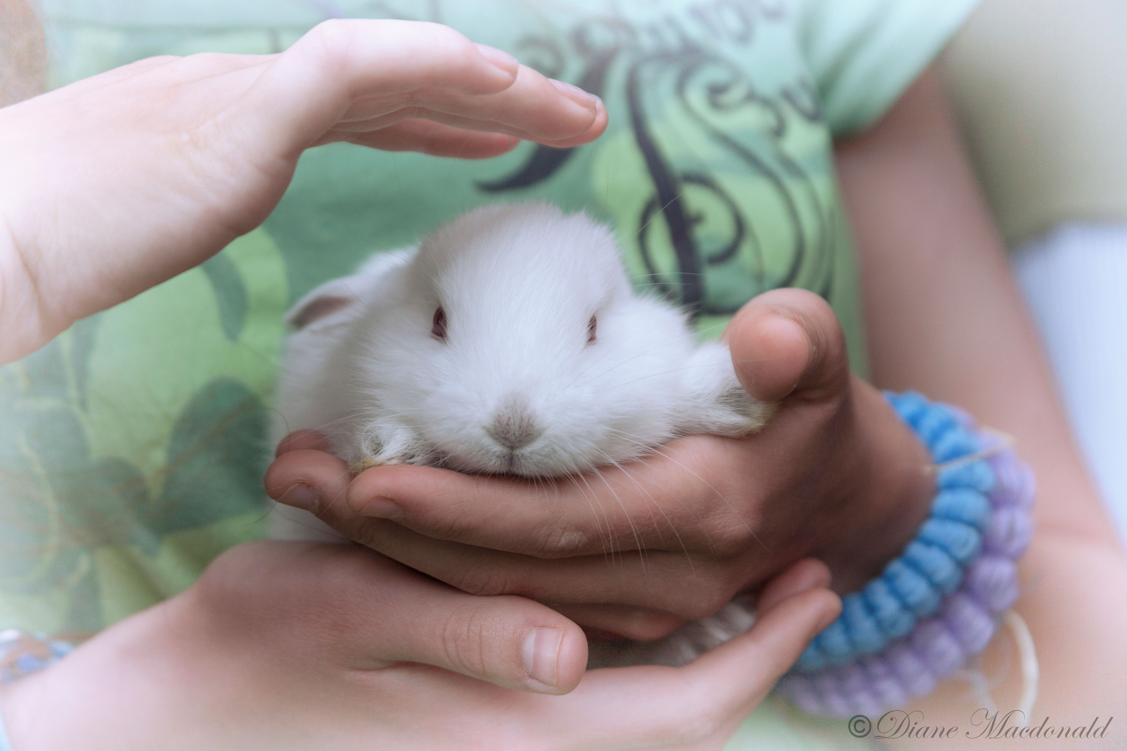 petting bunny.jpg