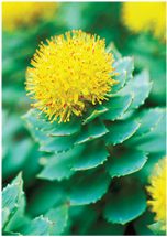 rhodiola_rosea_-_die_rosenwurz[1].png