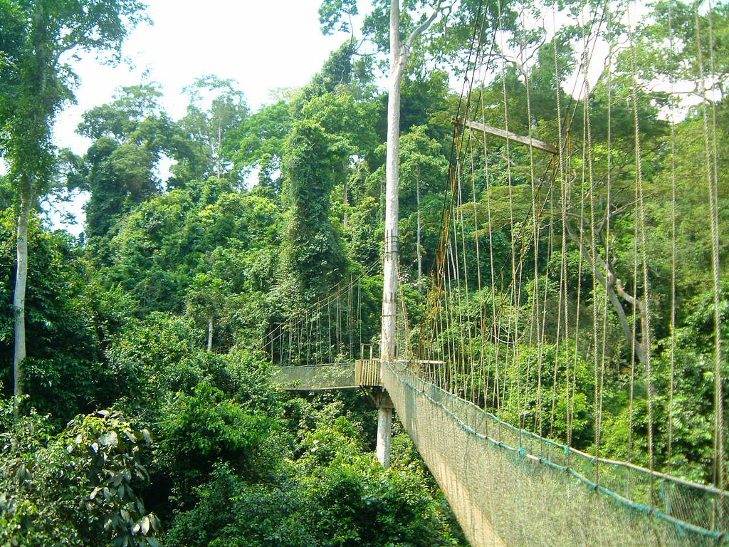 Canopy Walk, Ghana.jpg