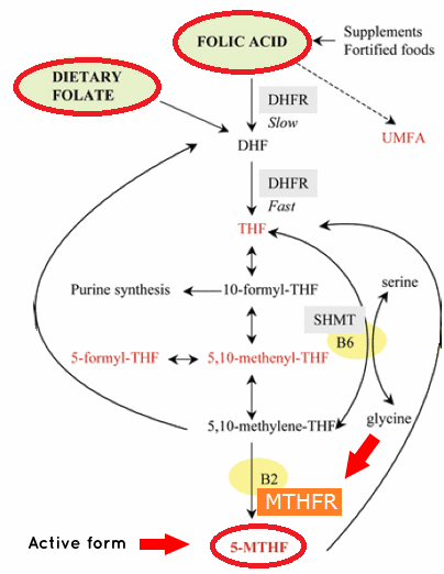 folic-acid-metabolism.png