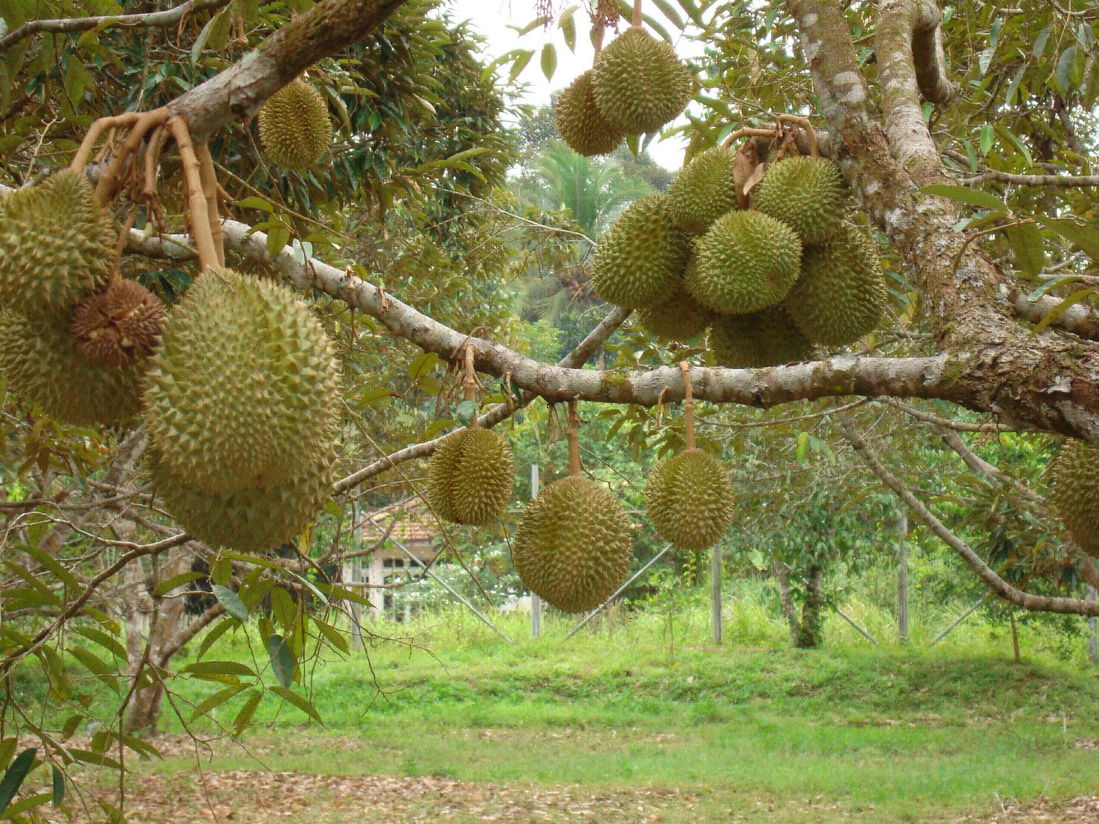 durian.jpg