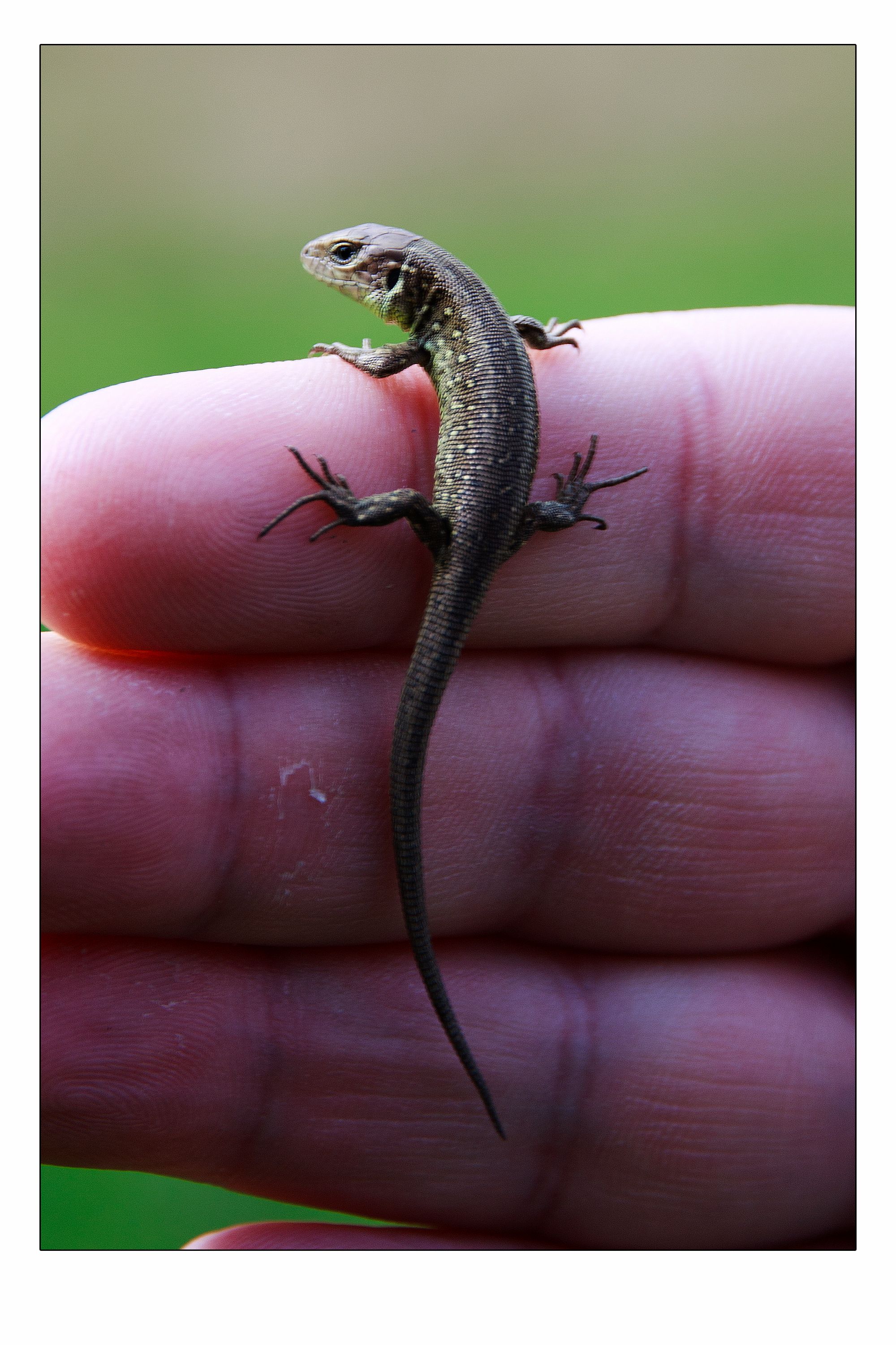 Smallest Lizard In The World The American Mastermind