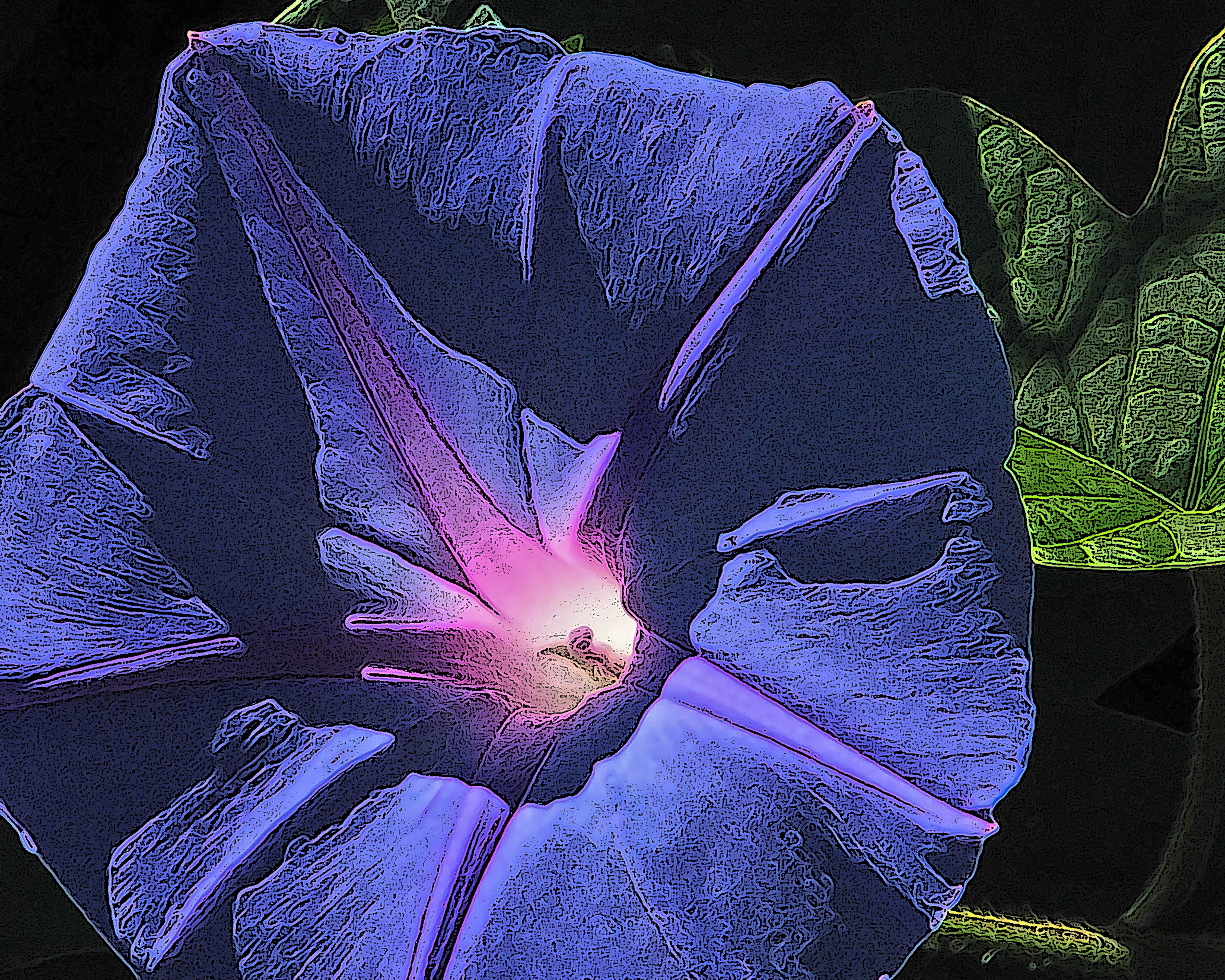 Morning Glory 2.jpg