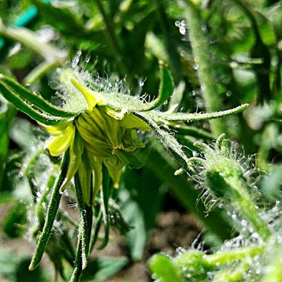 tomatoblossoms.jpg