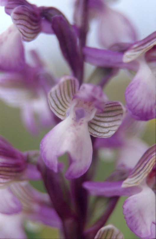 winged orchid.jpg