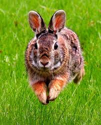 rabbit1.jpg