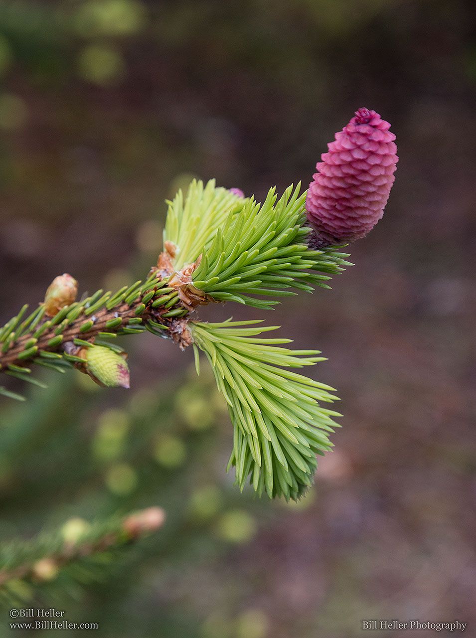 Oregon-Garden-Cone-by-Bill-Heller-LOU_31132_max1600x1280.jpg