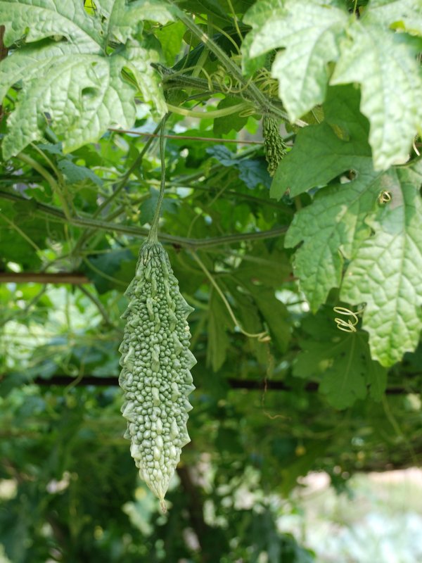 32-Noakhali-bitter-gourd.jpg