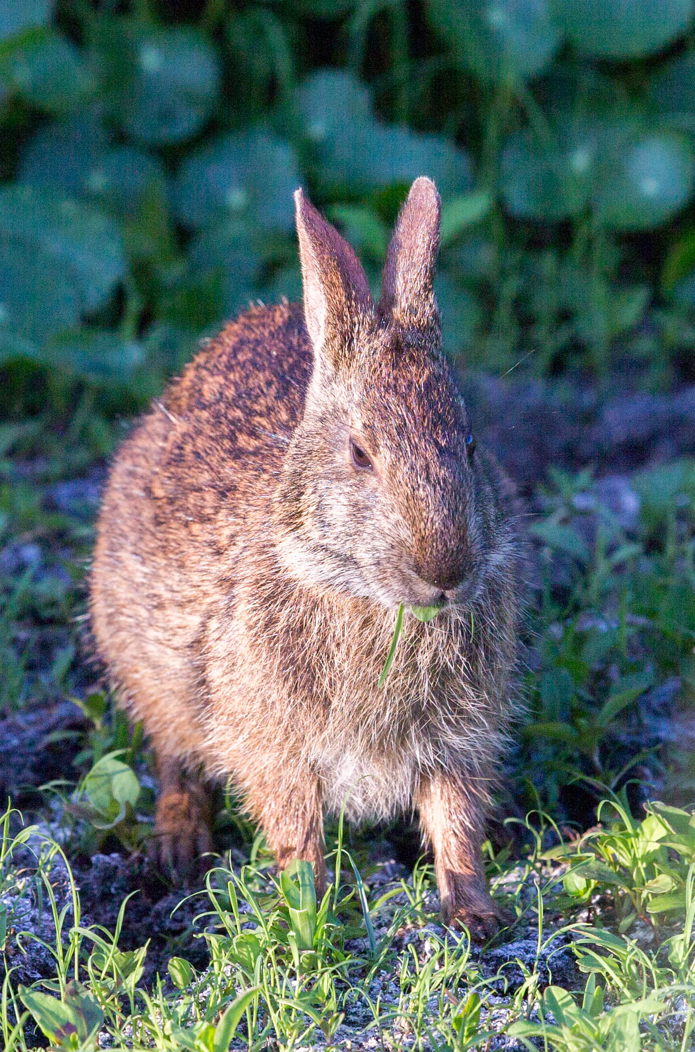 Local wildlife. Водяной кролик. Водяной кролик 2023. Флоридский кролик. Болотный кролик Флорида.