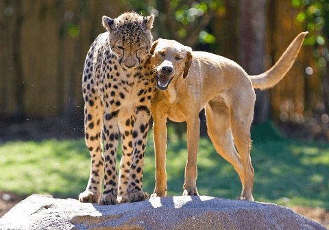 Dog and cheetah..png