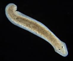 planaria.jpg