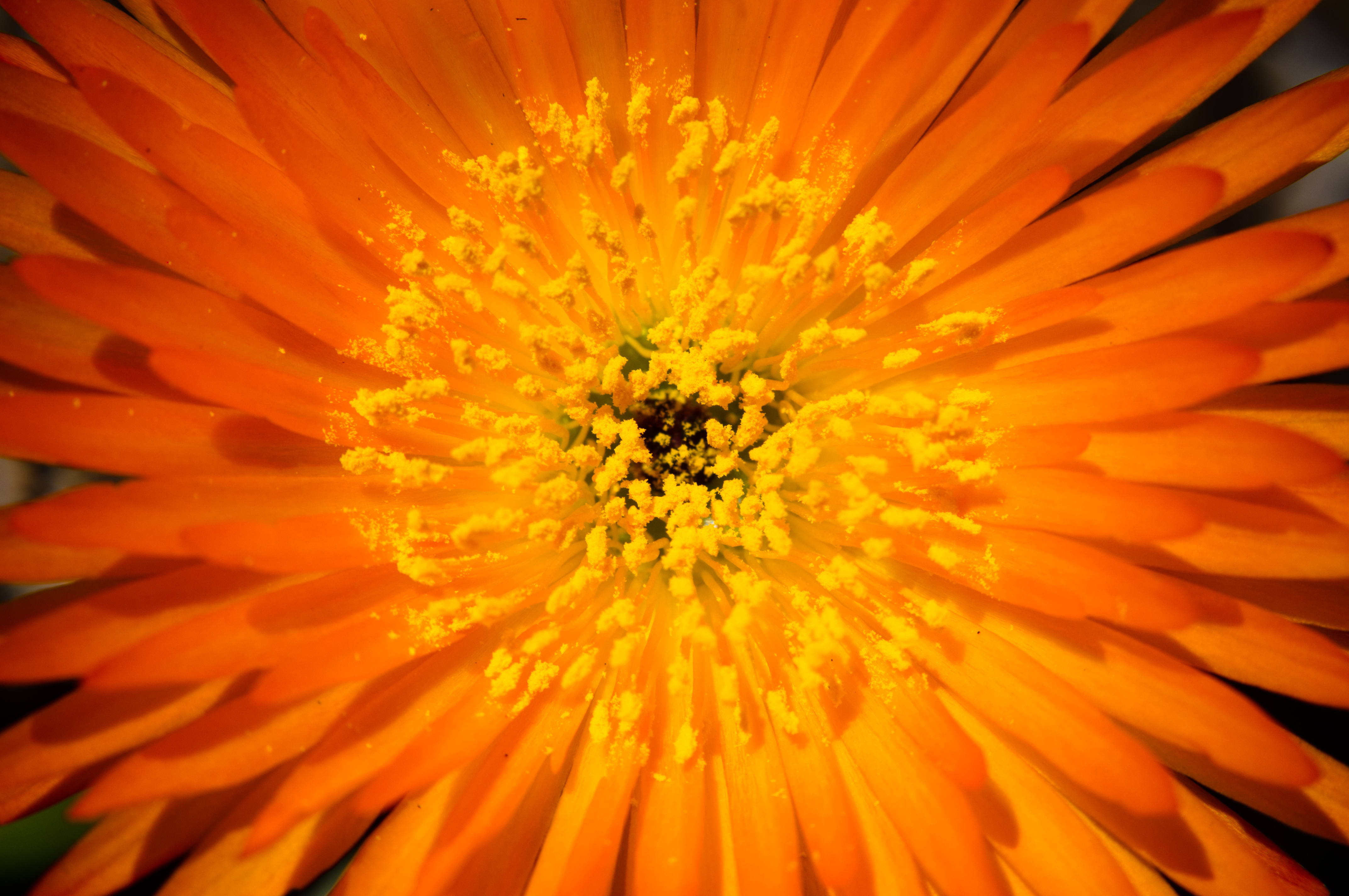 Flower 019.jpg