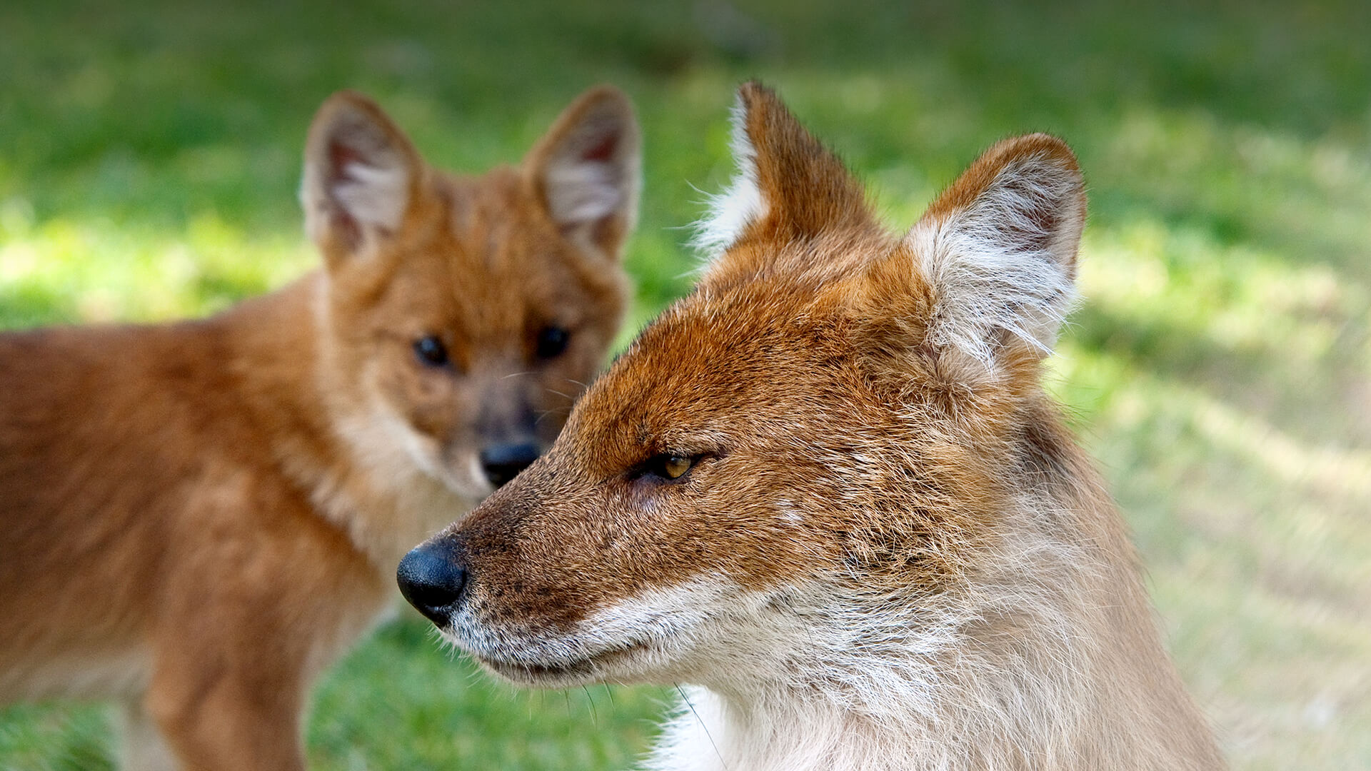 animals_hero_dhole.jpg