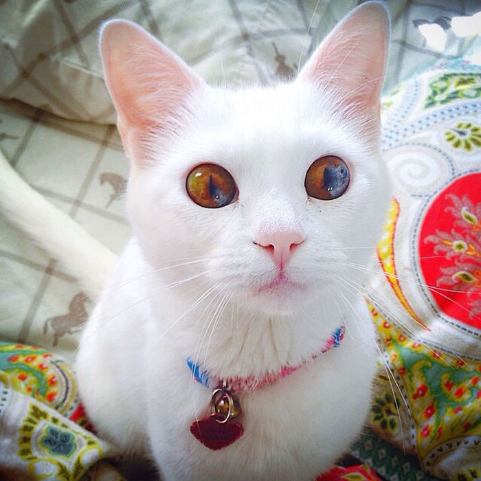 heterochromia-cat_700.jpg