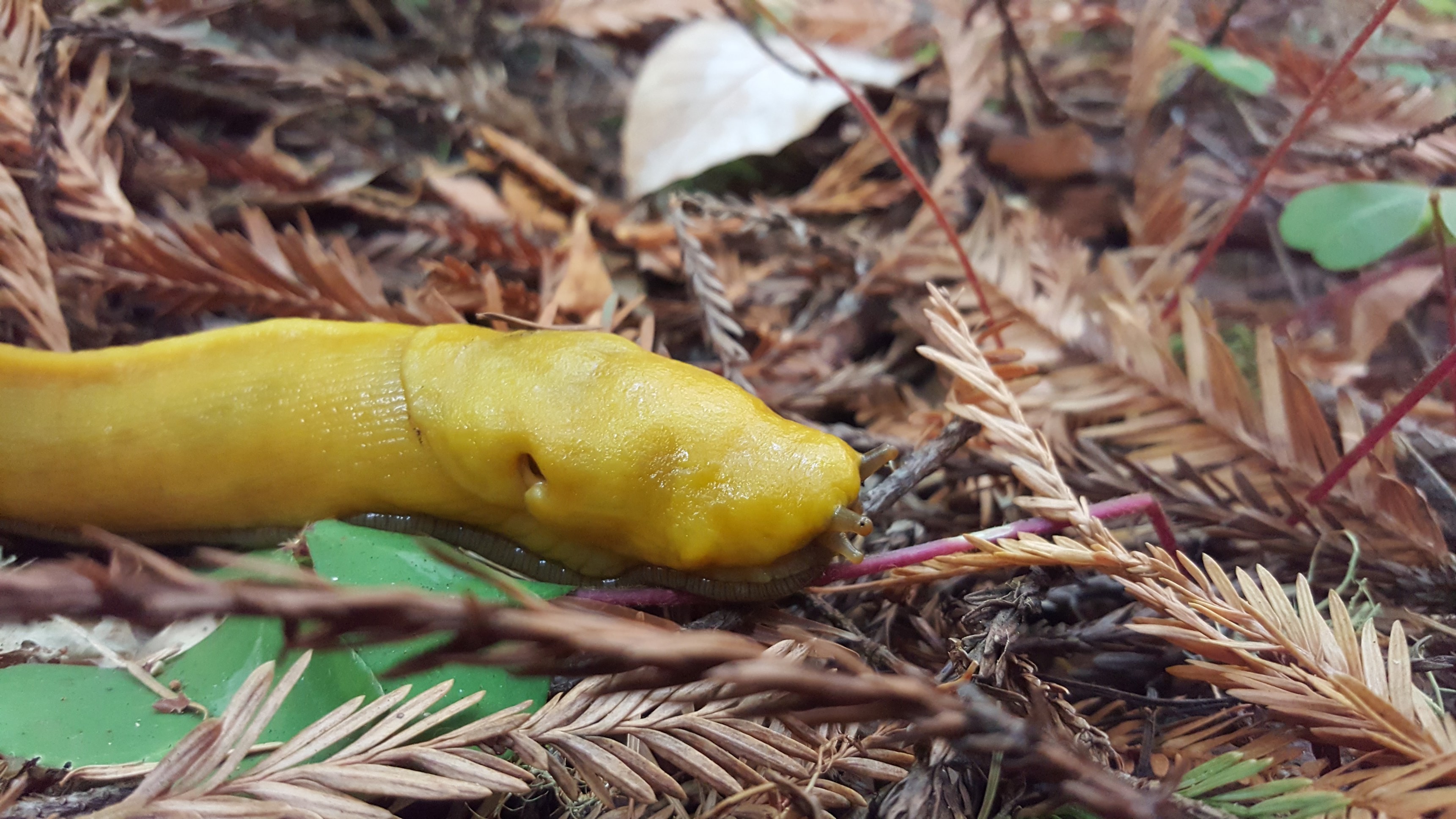 Banana Slug.jpg