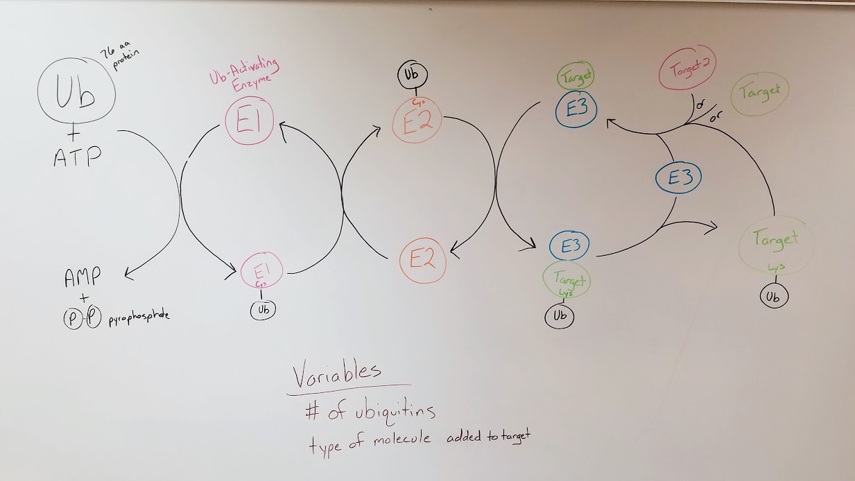 Ubiquitin enzyme cascade.jpg