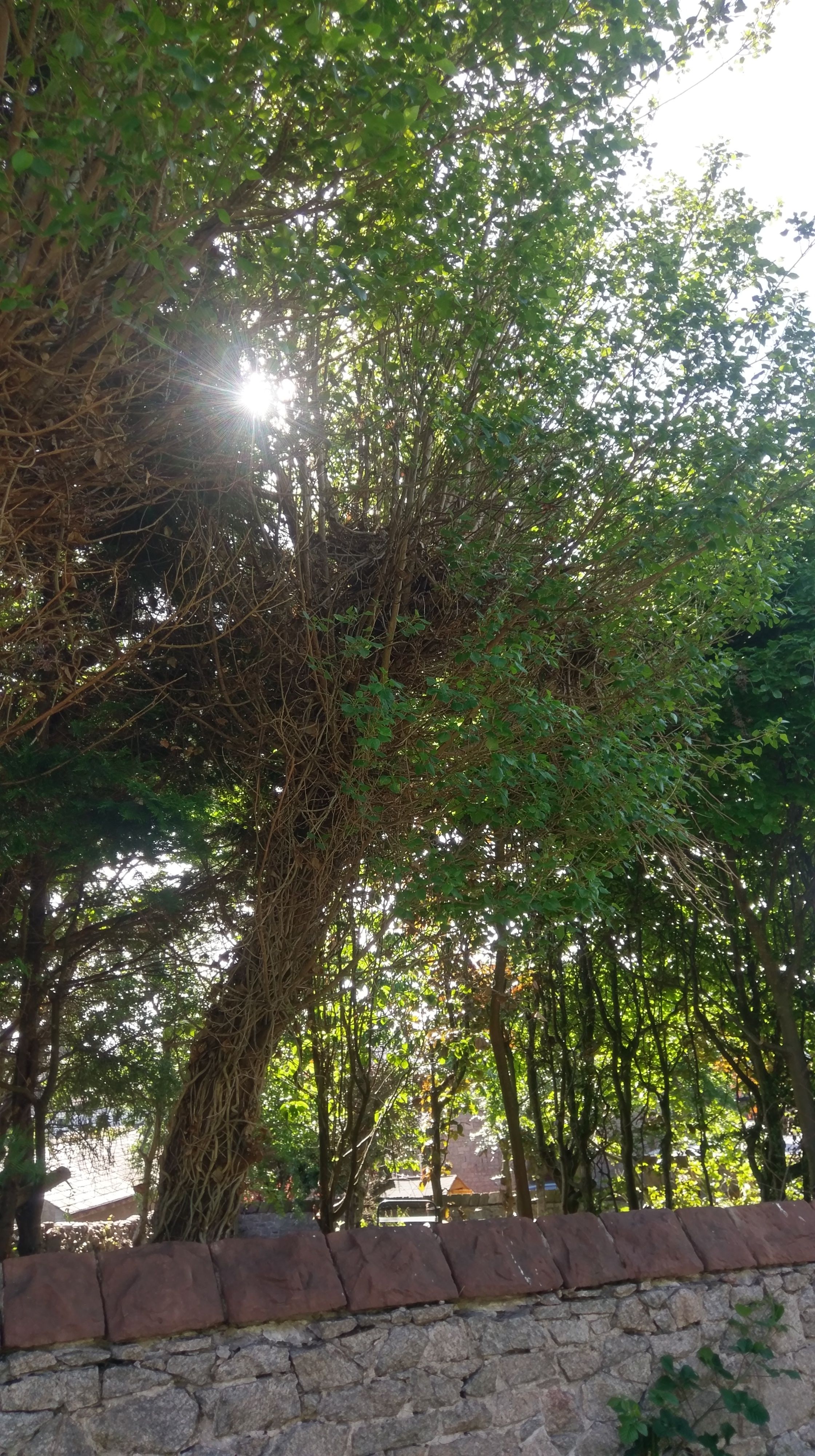 IMAG0966.jpg