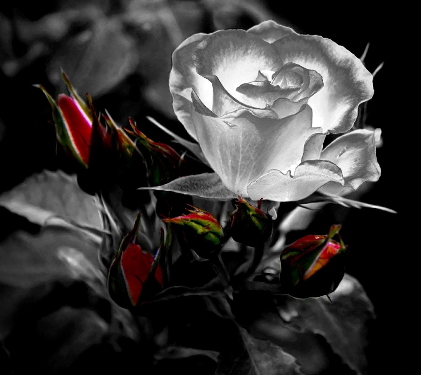 white_rose.jpg