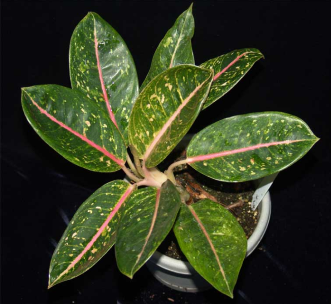 tanaman-hias-aglaonema-donna-carmen.png