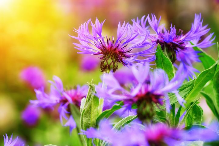 cornflower-3393209__480.jpg