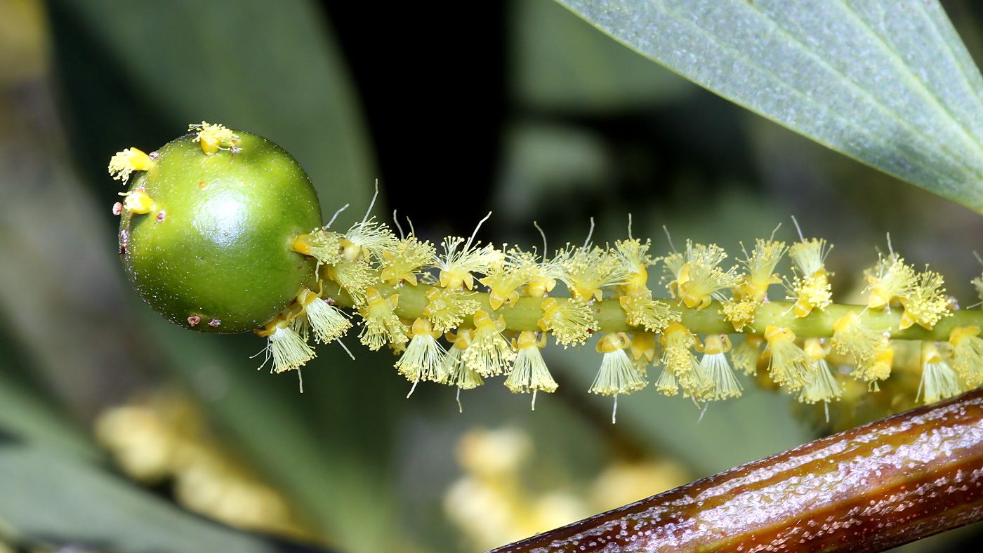 Trichilogaster sp Galls on Acacia sophorae BY Tas 2017-09-25.jpg