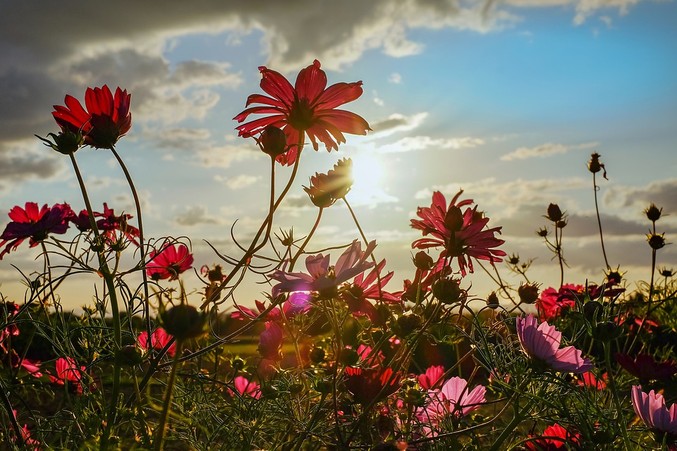 cosmea-3093382_960_720.jpg