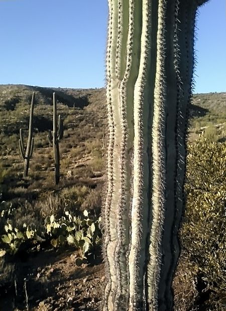 cactus 11-a.jpg