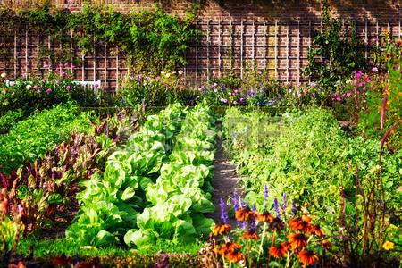 69522703-vegetable-garden-in-late-summer-herbs-flowers-and-vegetables-in-backyard-formal-garden-eco-friendly-.jpg