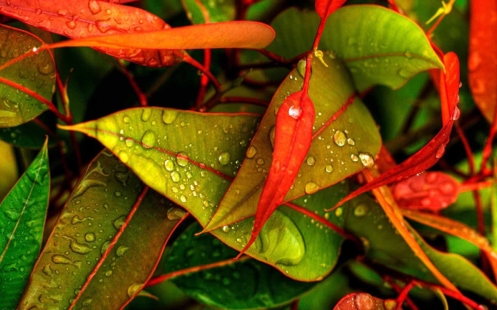 Rain-Drops-New-HD-Wallpapers-Free-Download-10.jpg