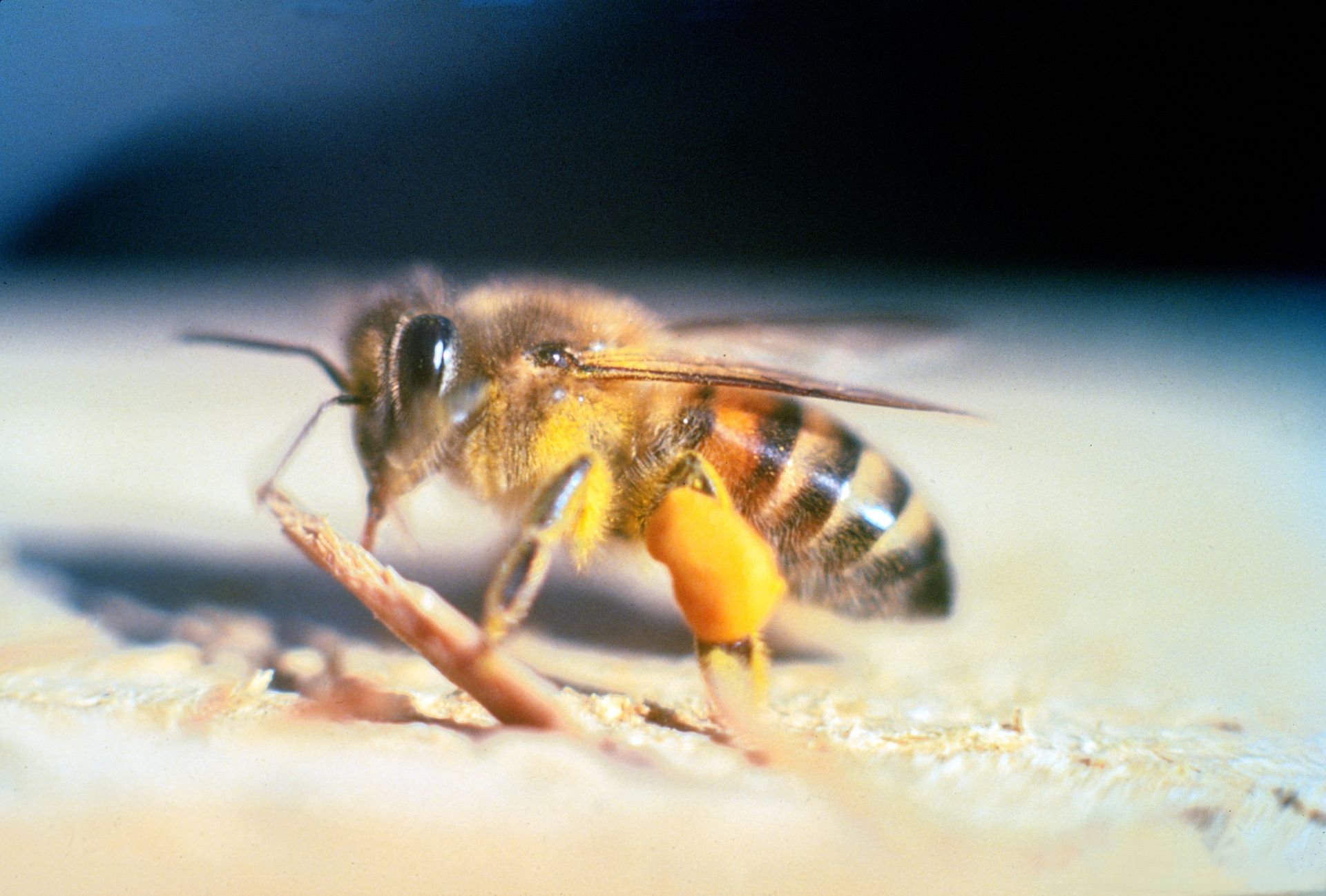 Apis_mellifera_scutellata.jpg