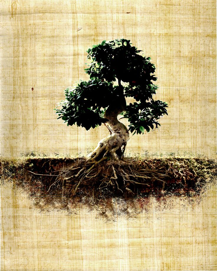 tree roots.jpg