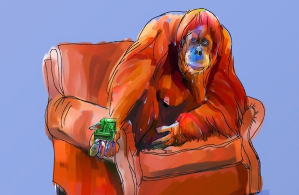 april12orangutanthumbnail.jpg