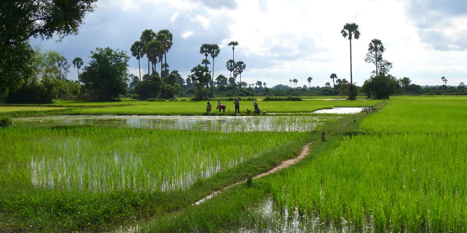 950x475-bigstock-Cambodians-Working-In-The-Rice-60596279.jpg