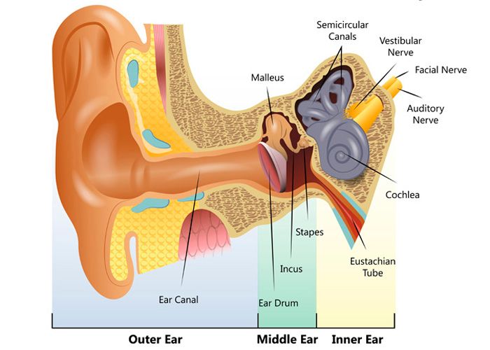 Human-Ear-Diagram.jpg