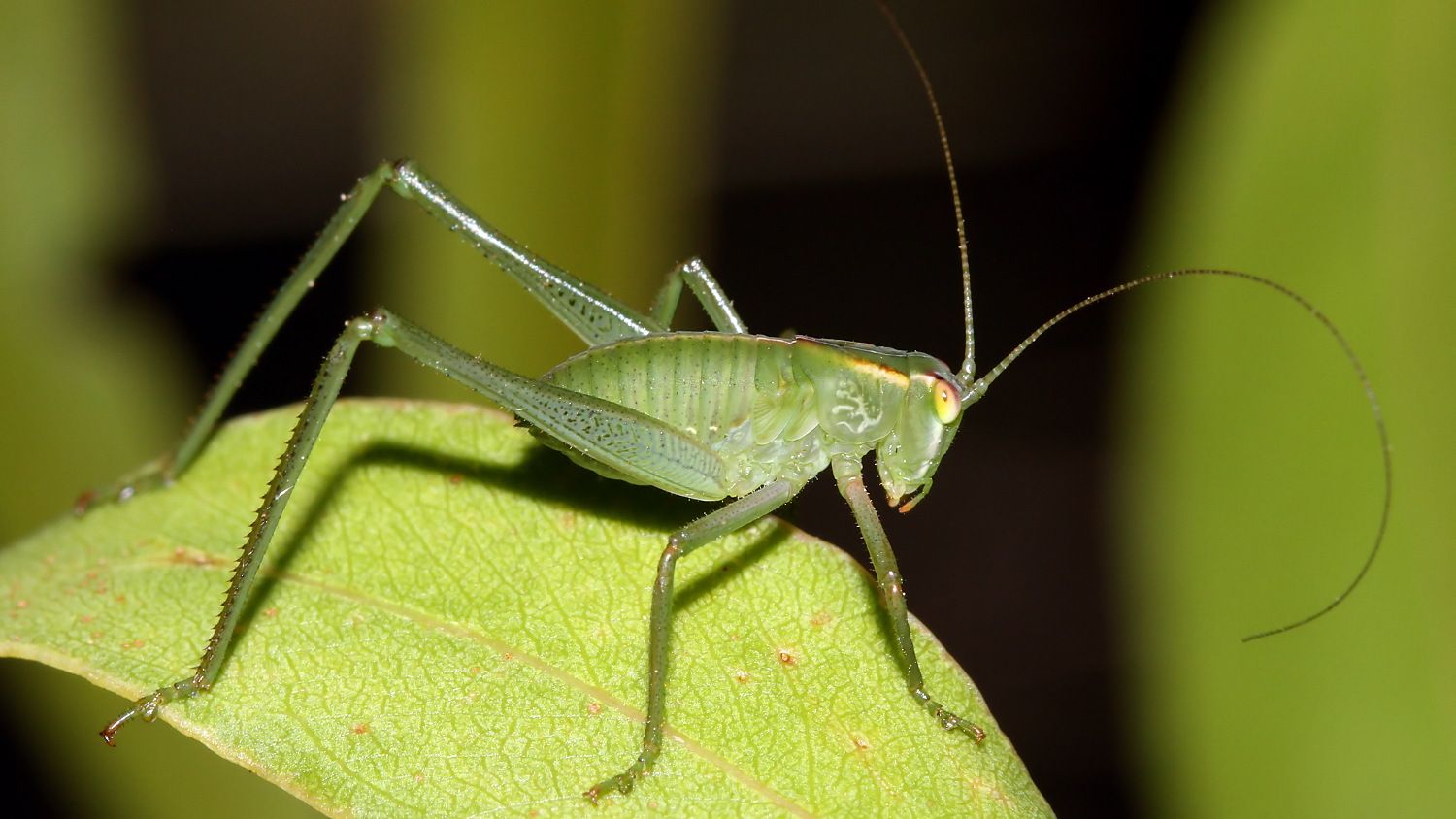 Garden Katydid BY Tas 2018-01-11 n2.jpg