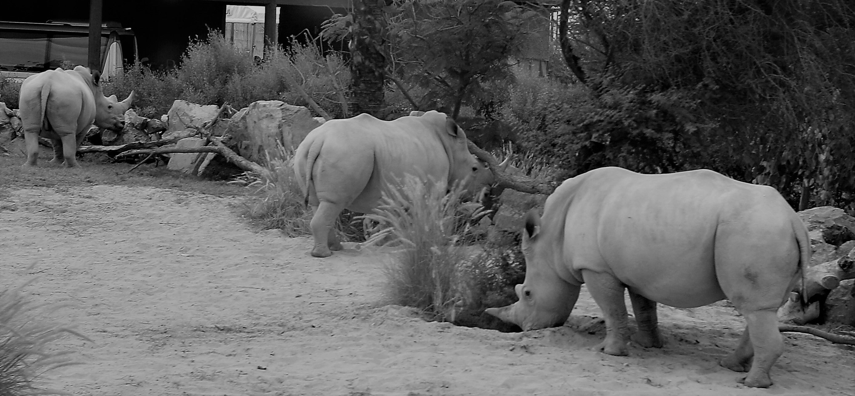 A Crash of Rhino.jpg