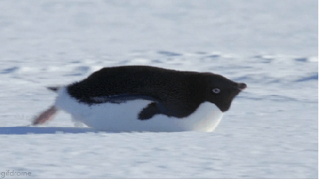 giphy-downsized (14).gif