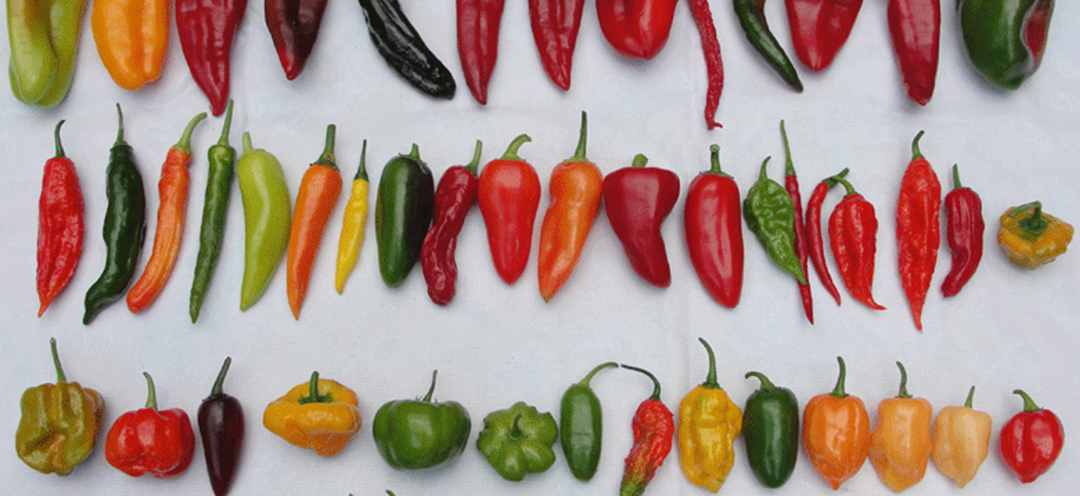 Chiles....png