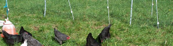 Broilers4 posts crop Oct. 2013.jpg