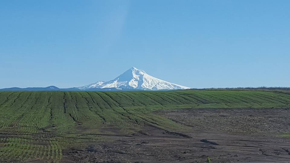 Mt hood.jpg