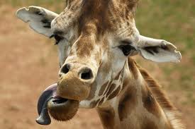 drunk giraffe.jpg