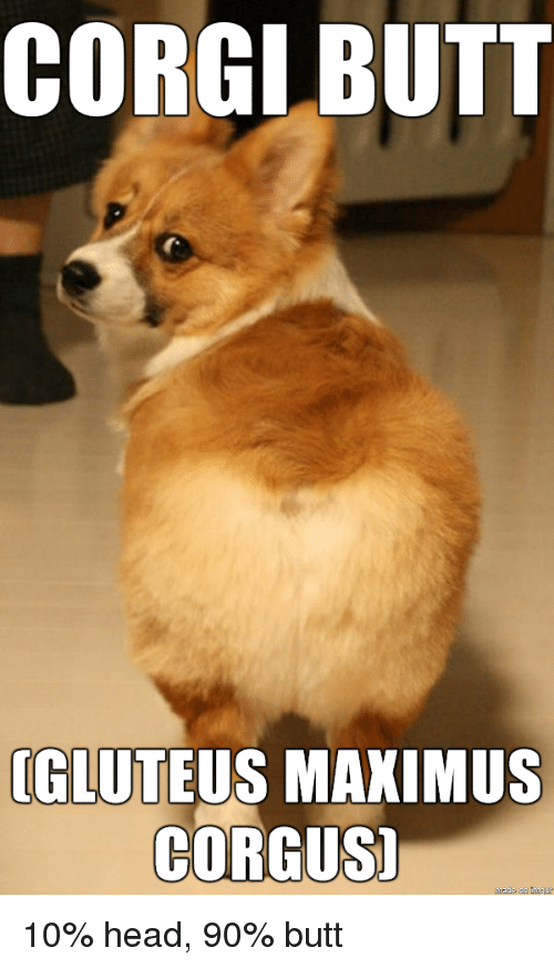 corgi-butt-ogluteus-maximus-corgus-10-head-90-butt-19373633.png