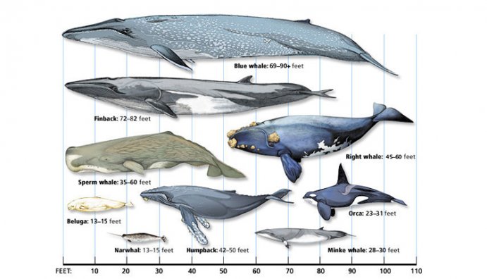 what-is-the-largest-whale-comparison-chart-full.jpg