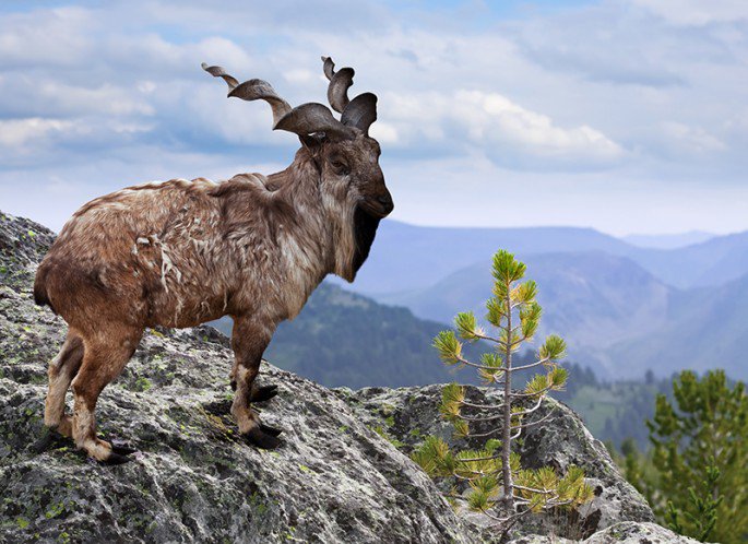 Markhor_Shutterstock-685x498.jpg