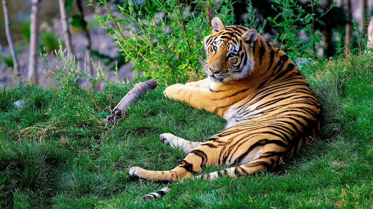 bgd-bengal-tiger.jpg
