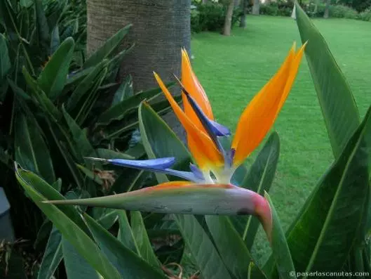 Flor Ave de Paraíso, Flor de Pájaro — Steemit