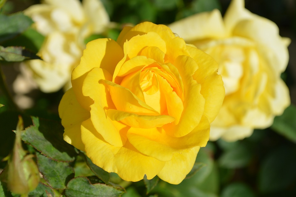 yellow-rose-196393_960_720.jpg
