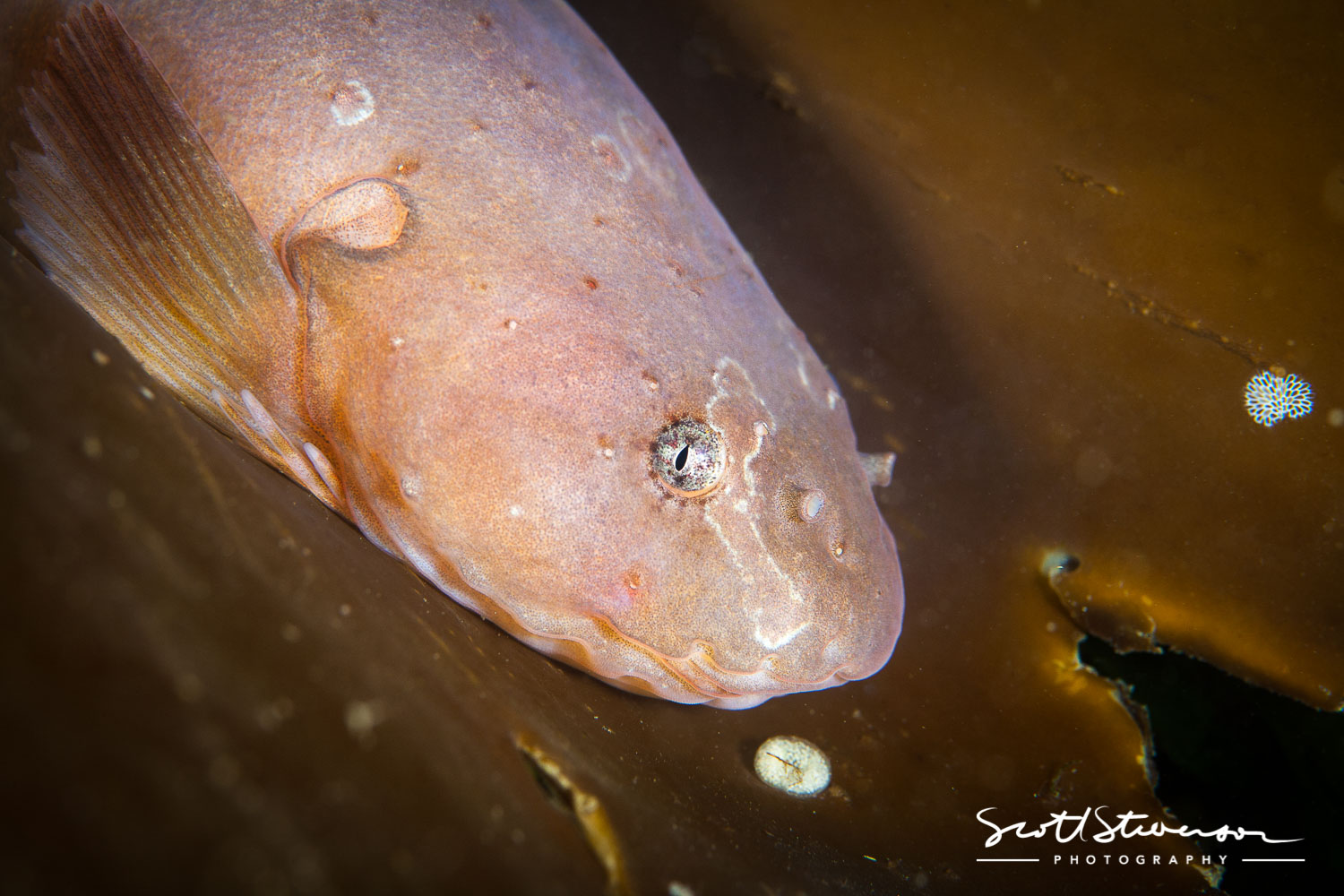 Lobed Snailfish-1.jpg