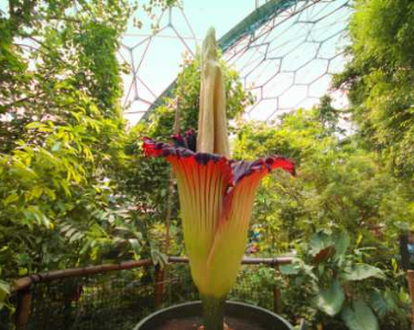 worlds largest indoor rainforest - rainforest biome